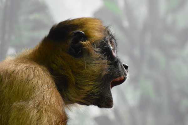 Congo Canopy Zip Line and Monkey Tour