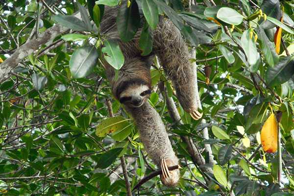 Congo Canopy Zip Line and Monkey Tour