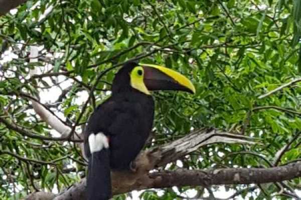 Congo Canopy Zip Line and Monkey Tour