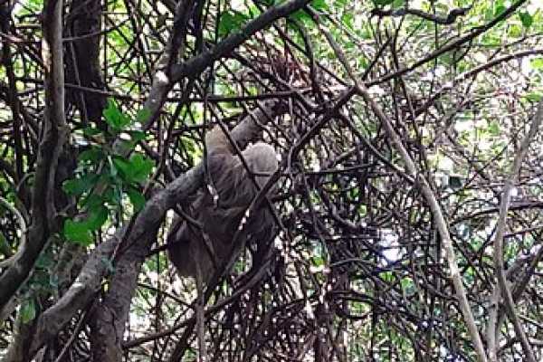 Congo Canopy Zip Line and Monkey Tour