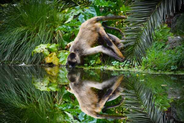 Congo Canopy Zip Line and Monkey Tour