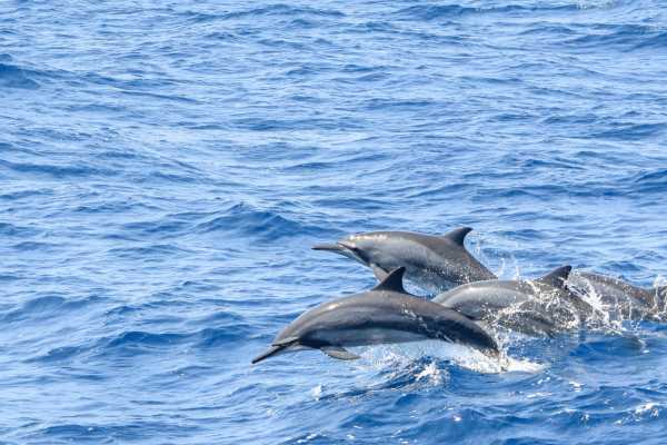 Horseback Riding and Snorkeling RIU Hotel