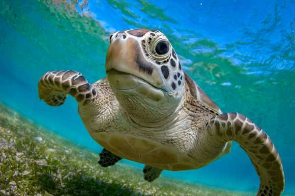 Catalinas Islands Jet Ski and Snorkel Tour