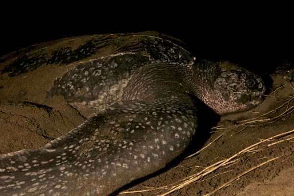 Leatherback Sea Turtle Nesting Tour