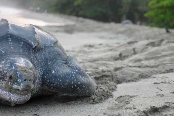 Leatherback Sea Turtle Nesting Tour