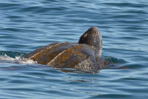Leatherback Sea Turtle Nesting Tour
