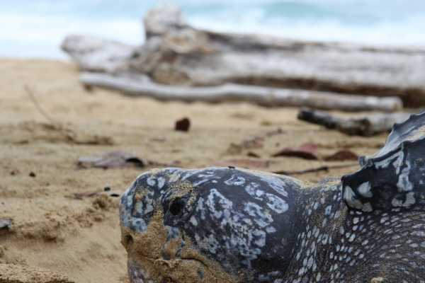 Leatherback Sea Turtle Nesting Tour