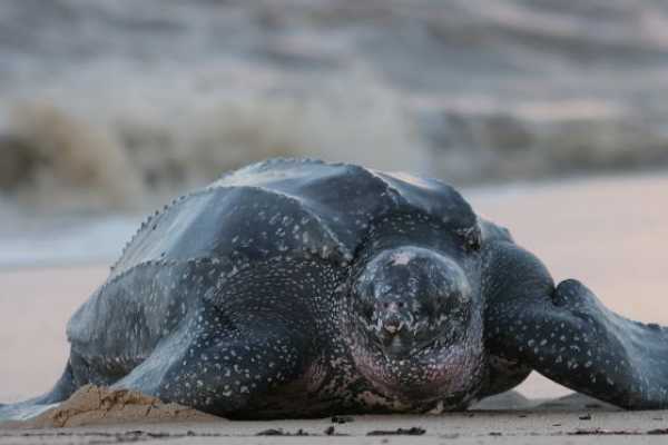 Leatherback Sea Turtle Nesting Tour