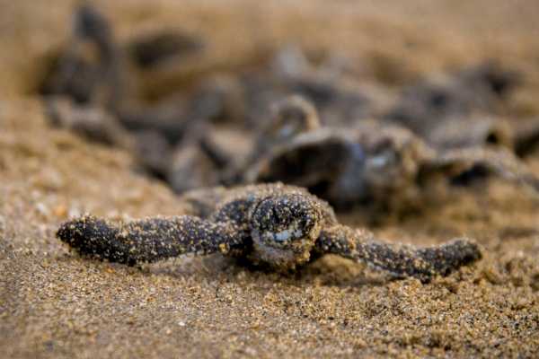 Leatherback Sea Turtle Nesting Tour
