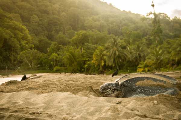 Leatherback Sea Turtle Nesting Tour