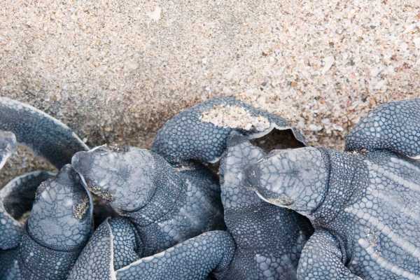 Leatherback Sea Turtle Nesting Tour