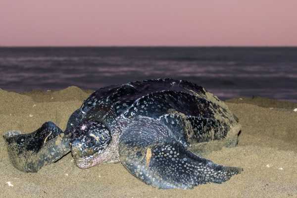 Leatherback Sea Turtle Nesting Tour