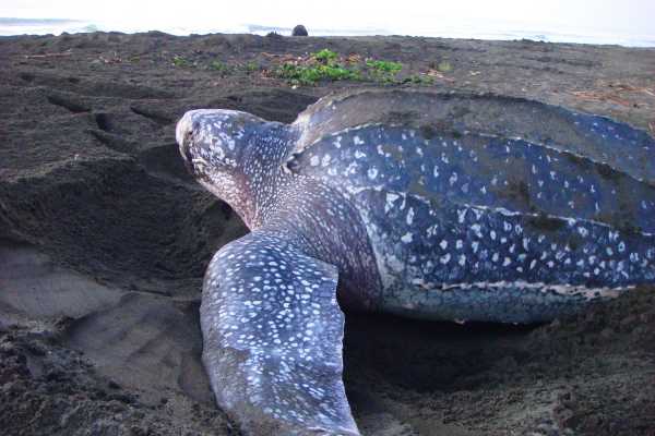 Leatherback Sea Turtle Nesting Tour