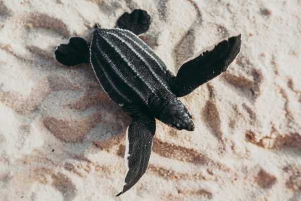 Leatherback Sea Turtle Nesting Tour