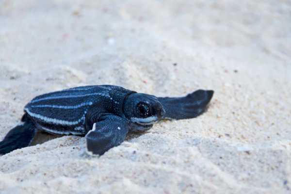 Leatherback Sea Turtle Nesting Tour