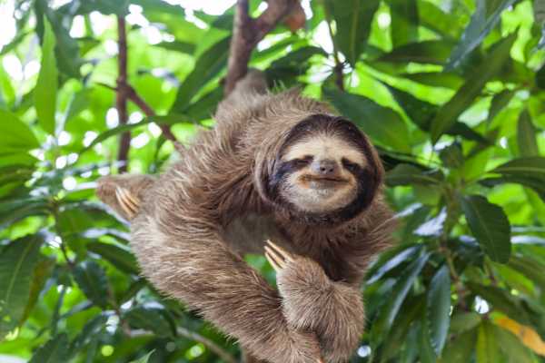 ATV Sloth Habitat Tour
