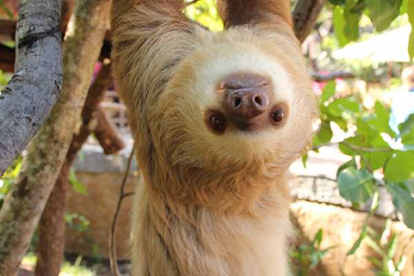 ATV Sloth Habitat Tour