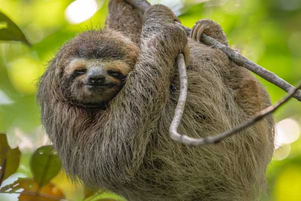 ATV Sloth Habitat Tour