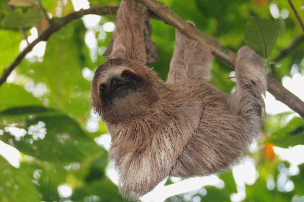 ATV Sloth Habitat Tour