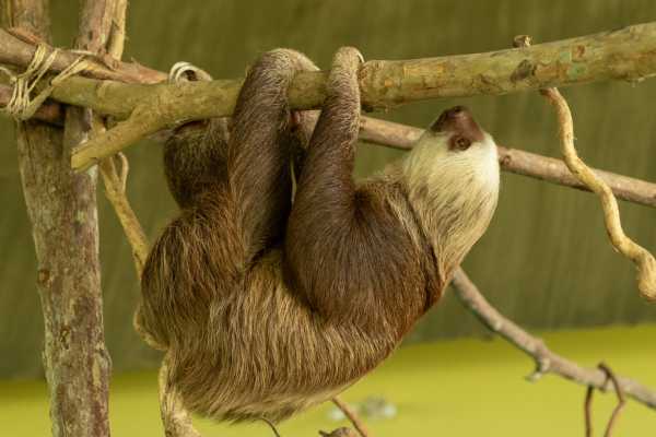 ATV Sloth Habitat Tour