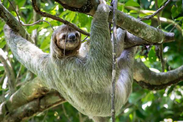 ATV Sloth Habitat Tour