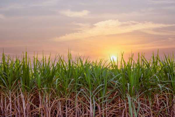 Palo Verde Sugar Mill and Cultural Tour
