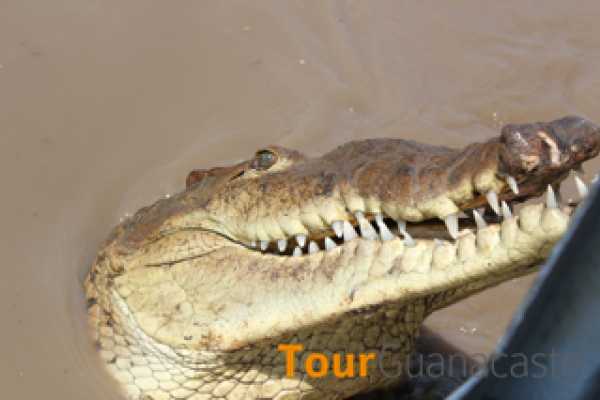 Palo Verde Sugar Mill and Cultural Tour