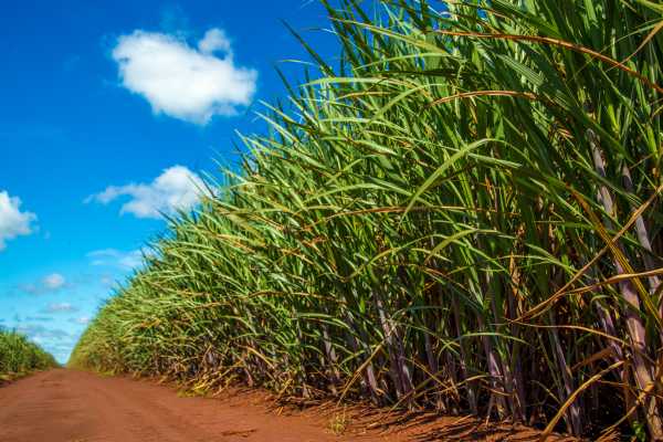 Palo Verde Sugar Mill and Cultural Tour
