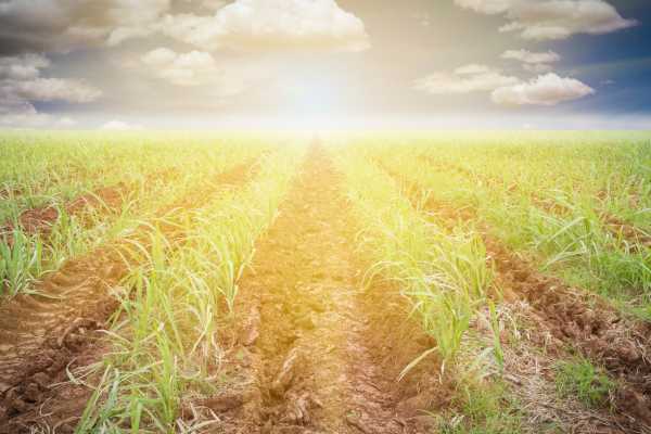 Palo Verde Sugar Mill and Cultural Tour
