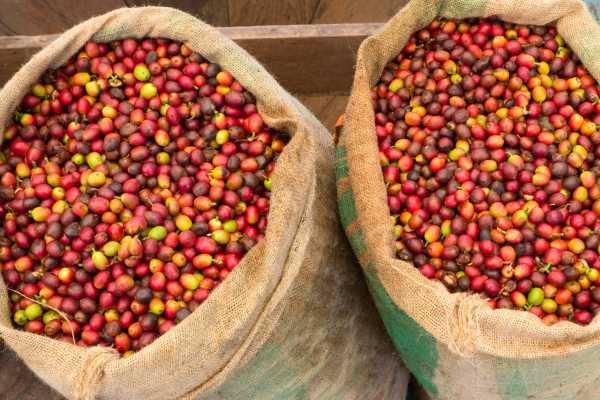 Palo Verde and Coffee Tour