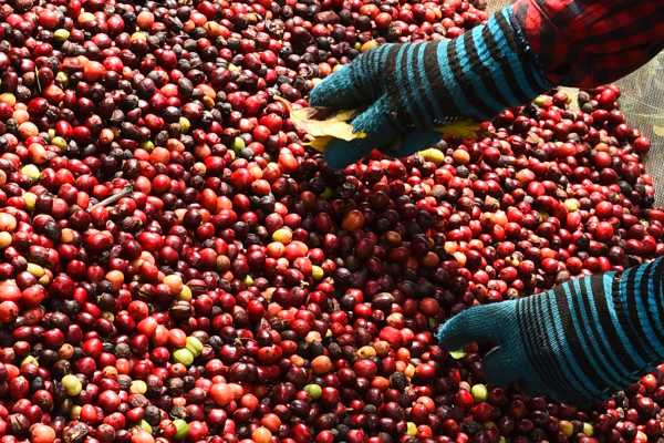 Palo Verde and Coffee Tour
