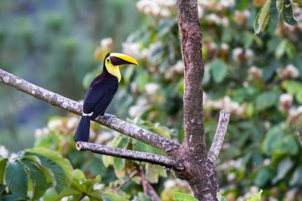 Palo Verde and Coffee Tour
