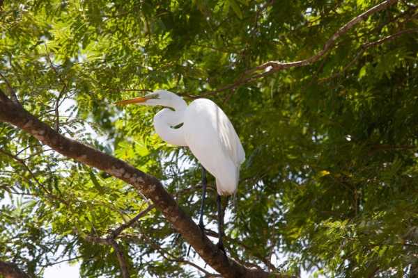 Palo Verde and Coffee Tour