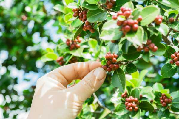 Palo Verde and Coffee Tour