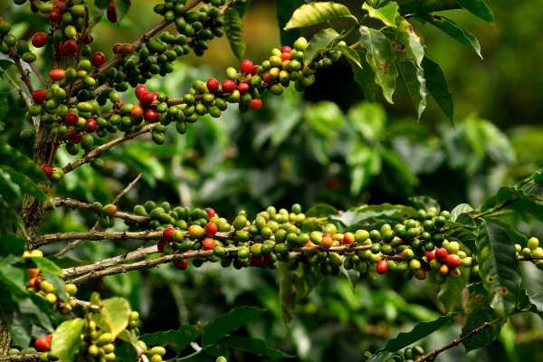 Palo Verde and Coffee Tour