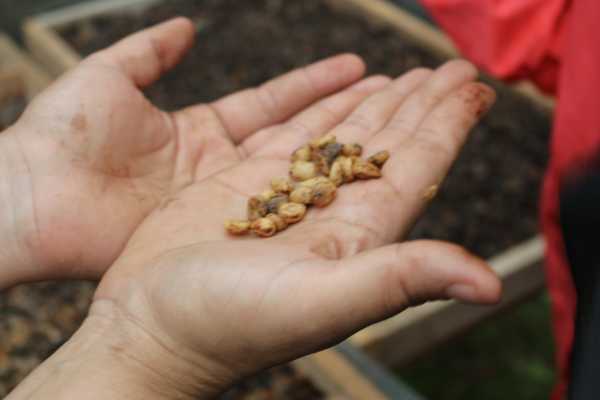 Palo Verde and Coffee Tour