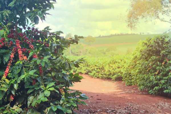 Palo Verde and Coffee Tour