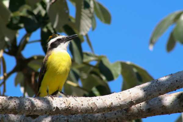 Palo Verde and Coffee Tour