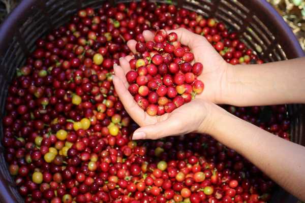 Palo Verde and Coffee Tour