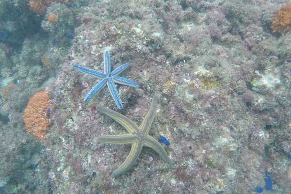 Snorkeling Equipment Rental