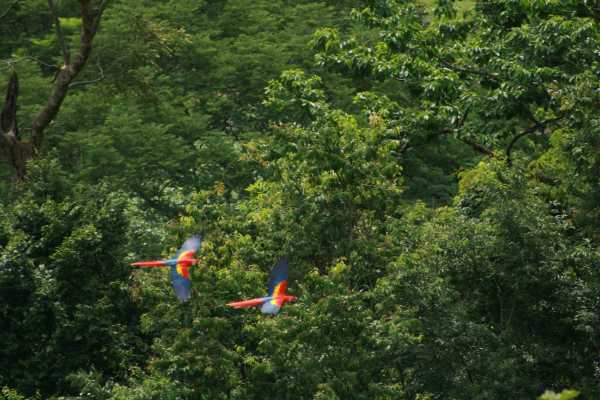 Canopy Zip-Line Tour Los Sue&ntilde;os