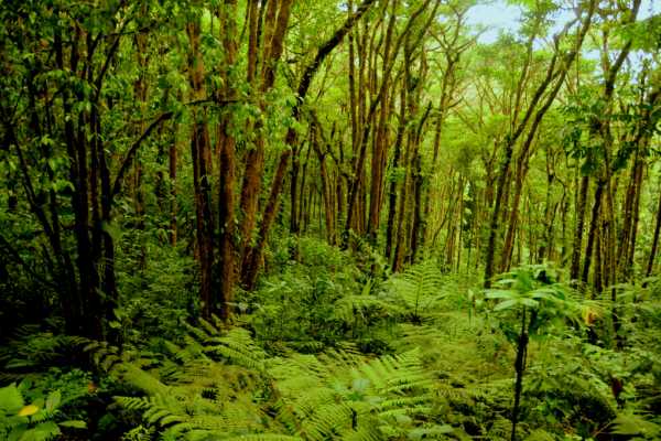 Overnight Monteverde Forest
