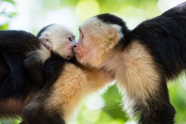 Monkey Park&nbsp;Foundation Tour