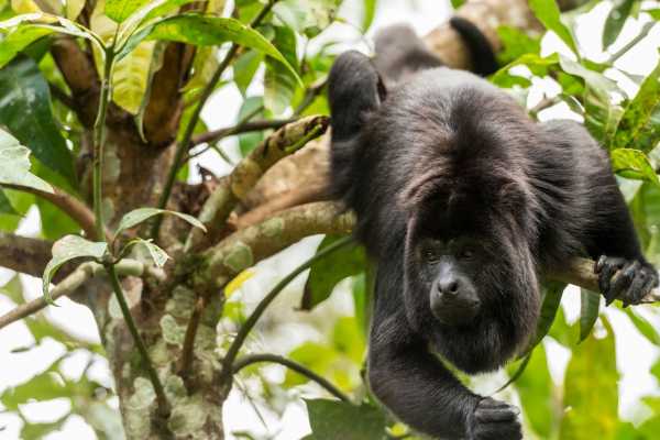 Monkey Park&nbsp;Foundation Tour