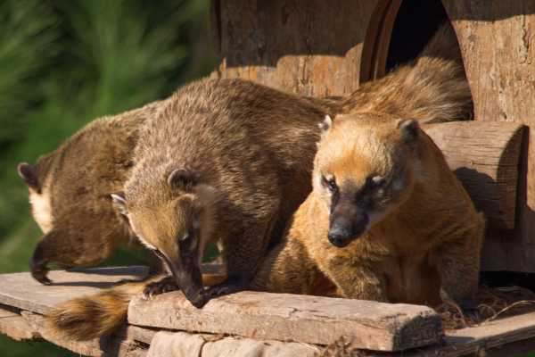Monkey Park&nbsp;Foundation Tour