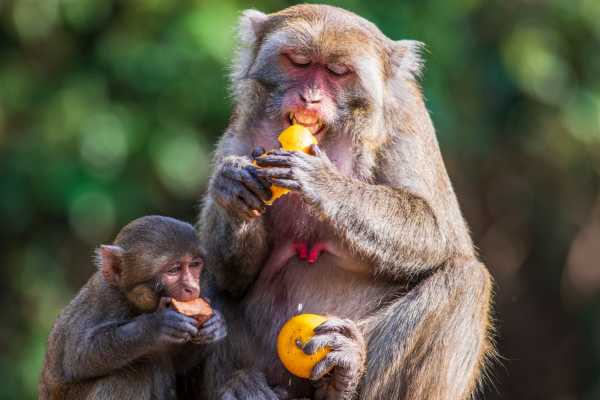 Monkey Park&nbsp;Foundation Tour