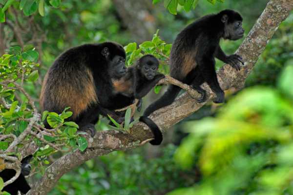 Monkey Park&nbsp;Foundation Tour