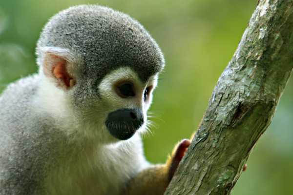 Monkey Park&nbsp;Foundation Tour