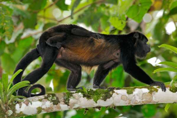 Monkey Park&nbsp;Foundation Tour