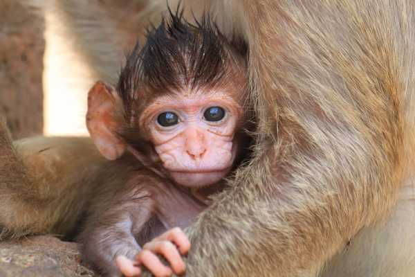 Monkey Park&nbsp;Foundation Tour